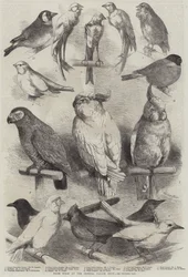 Prize Birds at the Crystal Palace Show